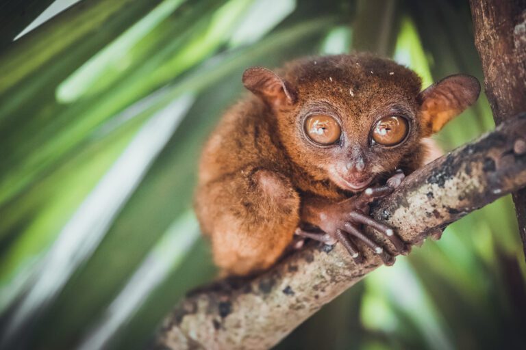 TARSIER-BOHOL