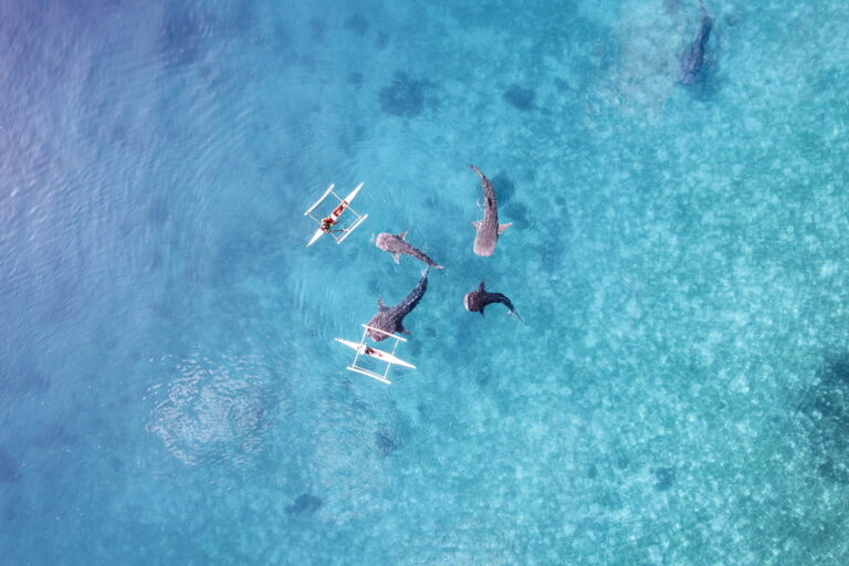 Whalesharks in Cebu